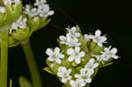 Beaked cornsalad